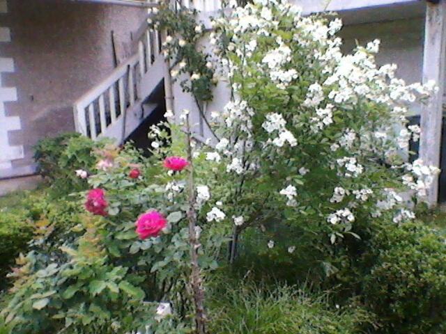 Un Paradis De Verdure En Plein Centre Ville Périgueux Exterior foto